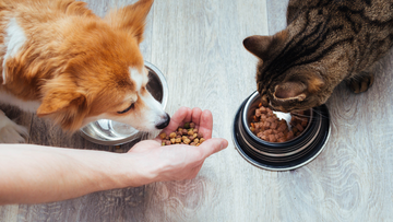 How to Find the Best Pet Supplements in 2024