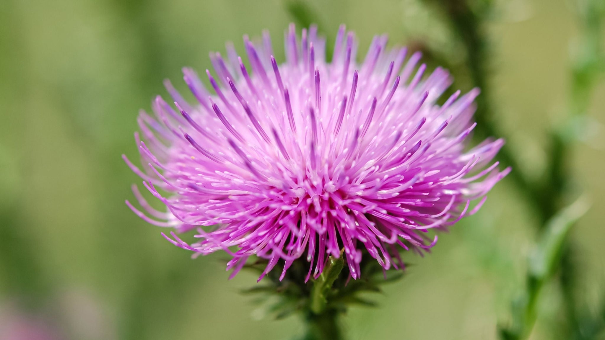 Taking Care of Your Pets in Nature: The Benefits of Milk Thistle